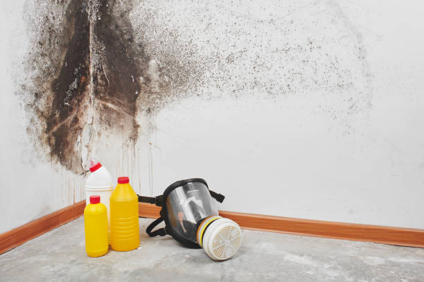 Best Mold Removal Specialists  in San Elizario, TX