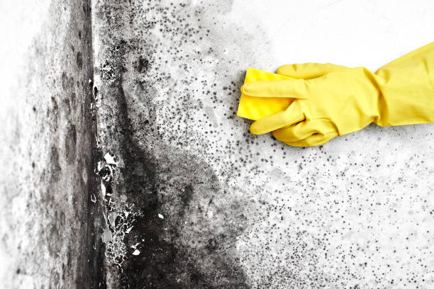 Best Commercial Mold Removal  in San Elizario, TX