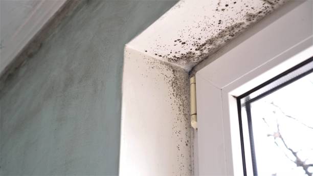 Best Mold Remediation Experts  in San Elizario, TX