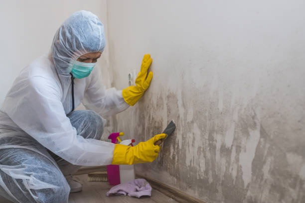 Mold Removal Process in San Elizario, TX