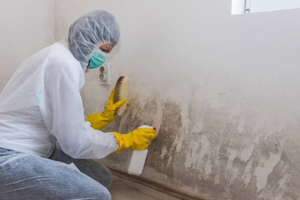 Best Local Mold Removal Service  in San Elizario, TX