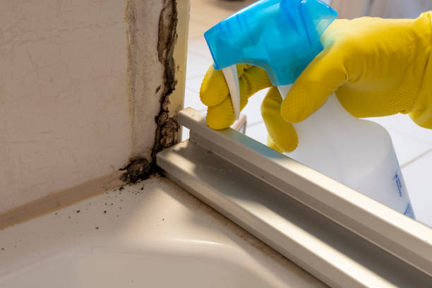 Best Mold Removal Near Me  in San Elizario, TX