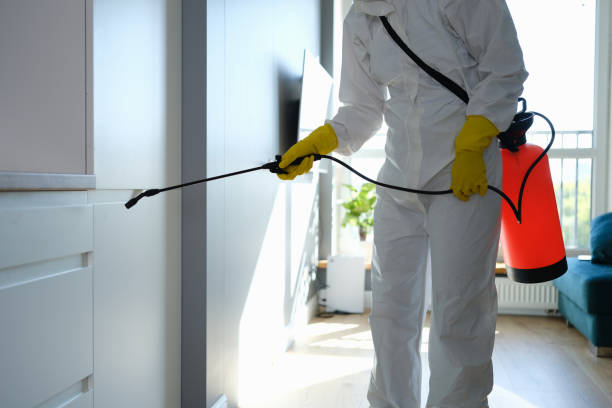 Best Mold Remediation Experts  in San Elizario, TX