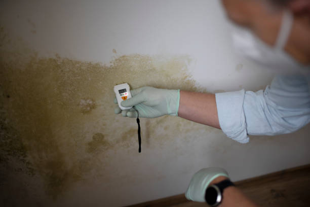 Best Residential Mold Removal  in San Elizario, TX