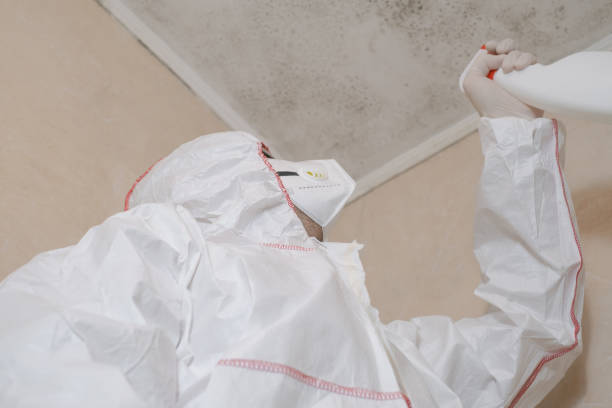 Best Fast Mold Removal  in San Elizario, TX