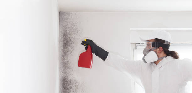 Best Certified Mold Removal  in San Elizario, TX