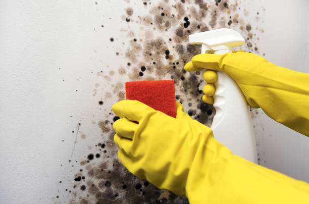 Best Toxic Mold Removal  in San Elizario, TX