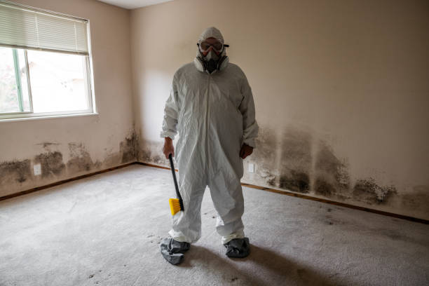 Best Mold Damage Repair  in San Elizario, TX