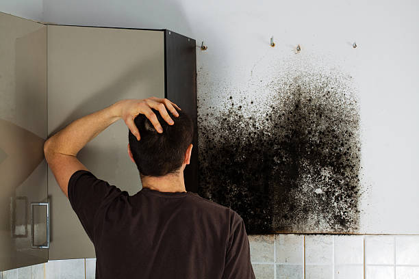 Best Same-Day Mold Removal  in San Elizario, TX